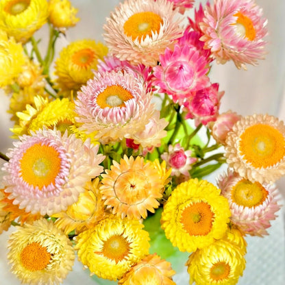 Mixed Strawflower Seeds for Planting, 200Pcs Strawflower Wildflower Seeds Non-GMO