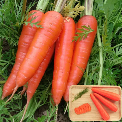 200 Danvers Half Long Carrots Seeds NON-GMO Heirloom | Fresh Vegetable Seed