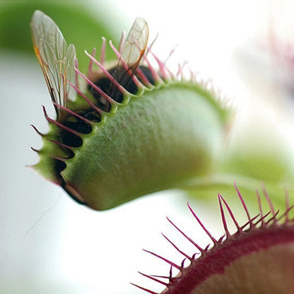 300pcs Venus-Fly-Trap Seeds Easy To Grow Ideal For Growing In Small Pots On Window Sills With Bright Filtered Light