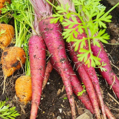 Purple Carrot Seeds 200 Count – Non-GMO Heirloom Garden Vegetable