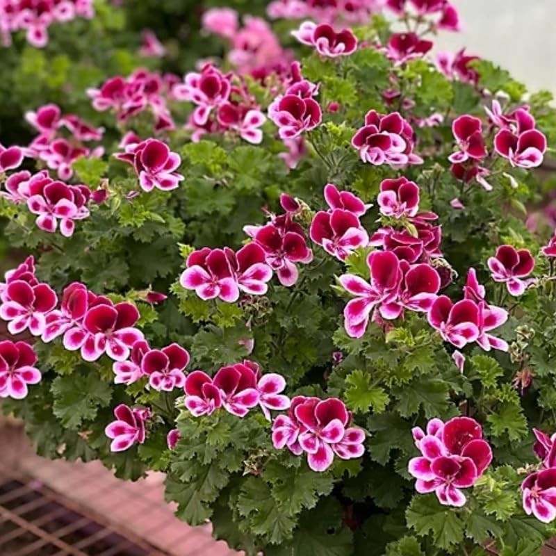 500pcs Non-GMO Citronella Geranium Heirloom Perennial Seeds