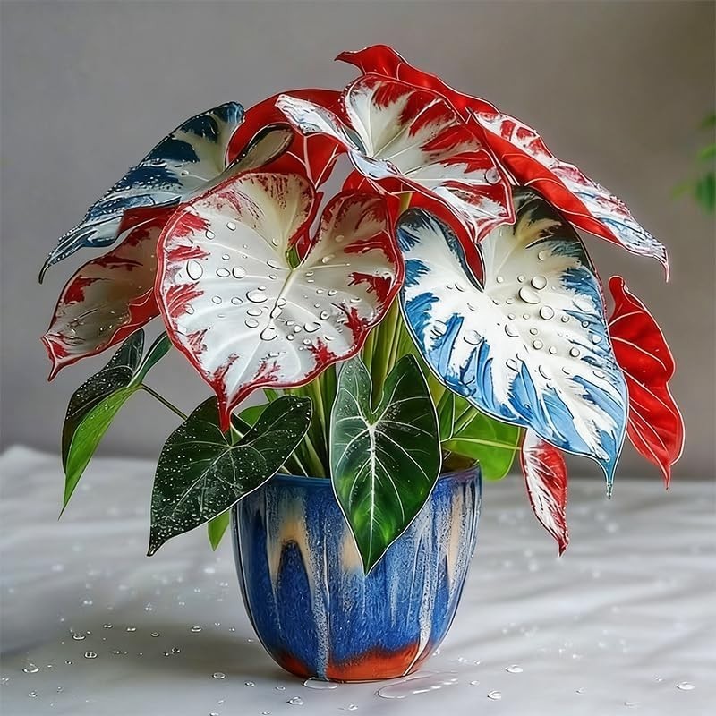 100pcs Potted Foliage Plants Caladium Bicolor Seeds Partial Shade Tolerant For Yard Decor Simple To Plant