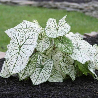 100pcs Shade Loving Houseplants Caladium Bicolor Seeds Tropical Foliage For Patio Planting Simple To Cultivate