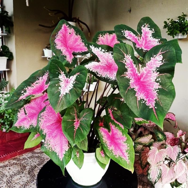 100pcs Potted Foliage Plants Caladium Bicolor Seeds Partial Shade Tolerant For Yard Decor Simple To Plant
