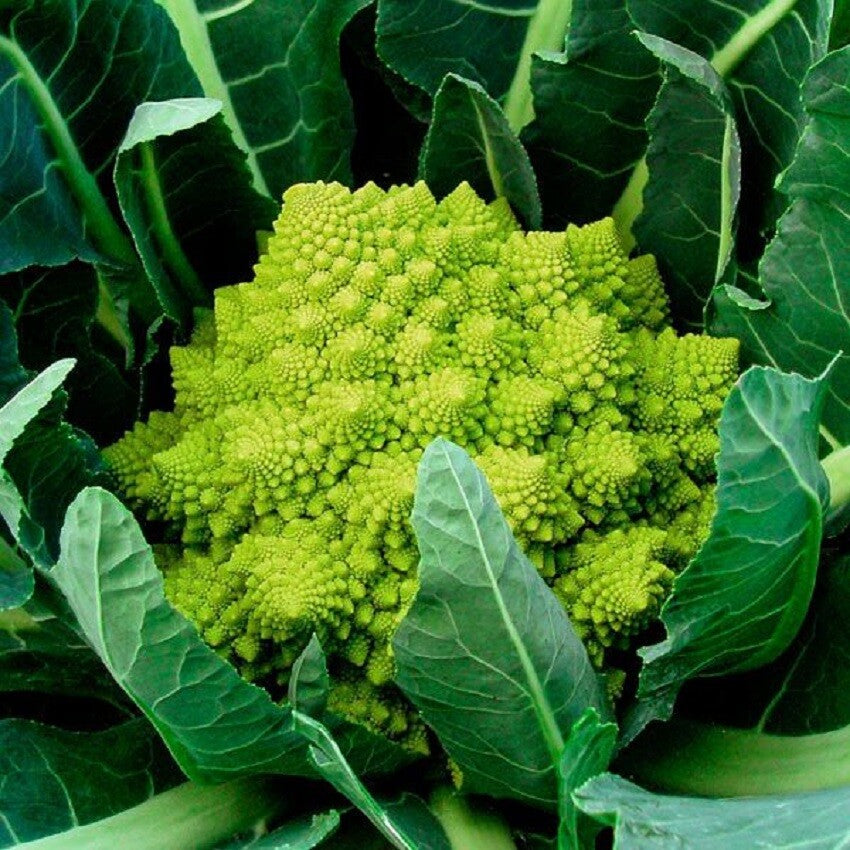 200 Cauliflower Seeds Veronica Cauliflower Green Cauliflower