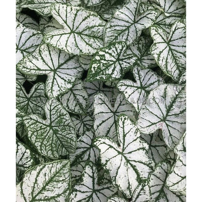 100pcs Shade Loving Houseplants Caladium Bicolor Seeds Tropical Foliage For Patio Planting Simple To Cultivate
