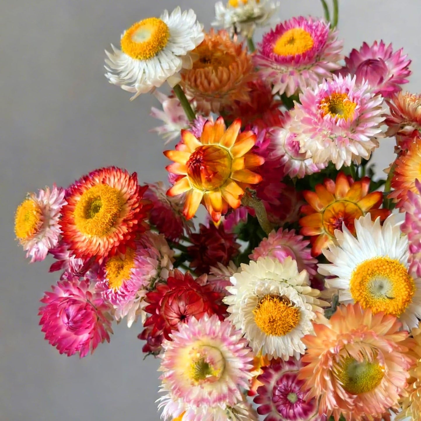 Mixed Strawflower Seeds for Planting, 200Pcs Strawflower Wildflower Seeds Non-GMO