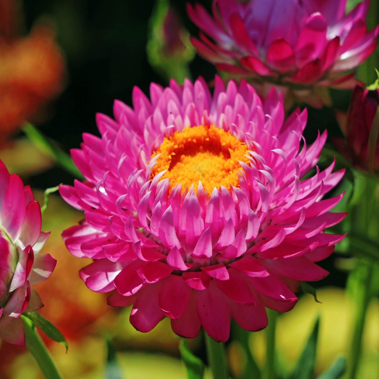 200 Purple Red Strawflower Seeds | Heirloom / Non-GMO
