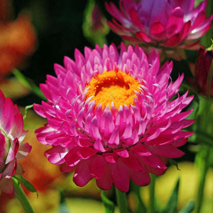 200 Purple Red Strawflower Seeds | Heirloom / Non-GMO
