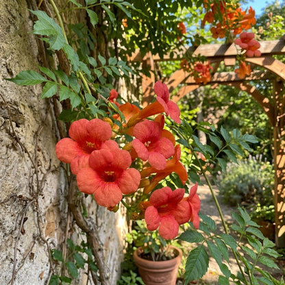 100 Pcs Trumpet Vine Seeds - Suitable for Outdoor Garden & Trellis Planting