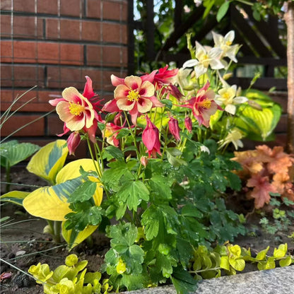 200pcs Red & Yellow Columbine Seeds – Unique Bicolor Blooms for Woodland Gardens