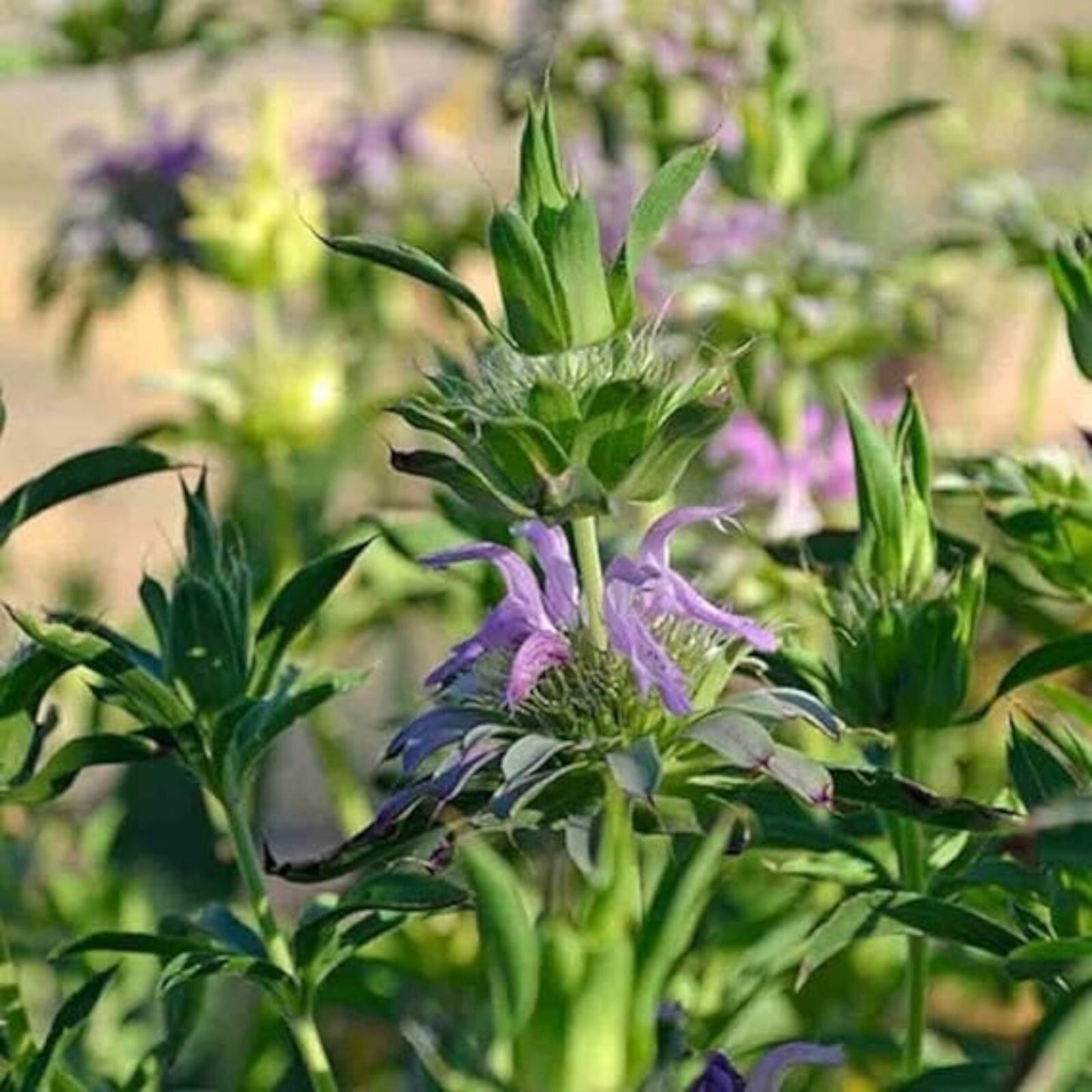 500pcs Mint Seeds for Planting – Non-GMO Heirloom Herb Seeds Herbal Tea Garden