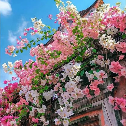 150 Exotic Bougainvillea Seeds for Planting Perennial Ornamental Low
