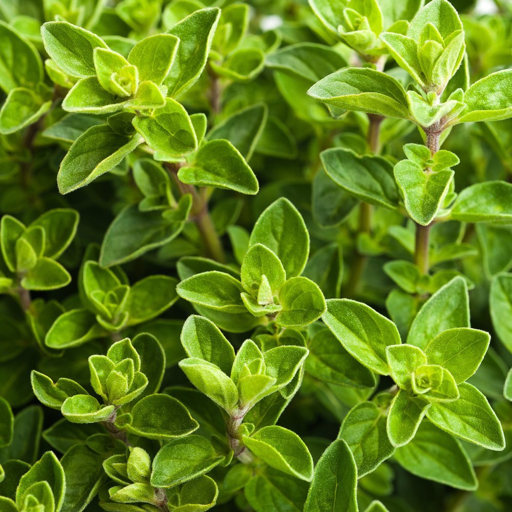 1000pcs Oregano seeds  Friendly for new gardeners grow into full neat mounded bushy clumps with steady seasonal foliage renewal features