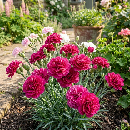 200Pcs Carnation Seeds, Ornamental Flowers for Garden Balcony & Yard