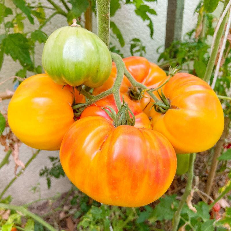 200pcs Planting Seeds Tomato Seeds Vigorous Growth Easy To Grow For Outdoor Yards