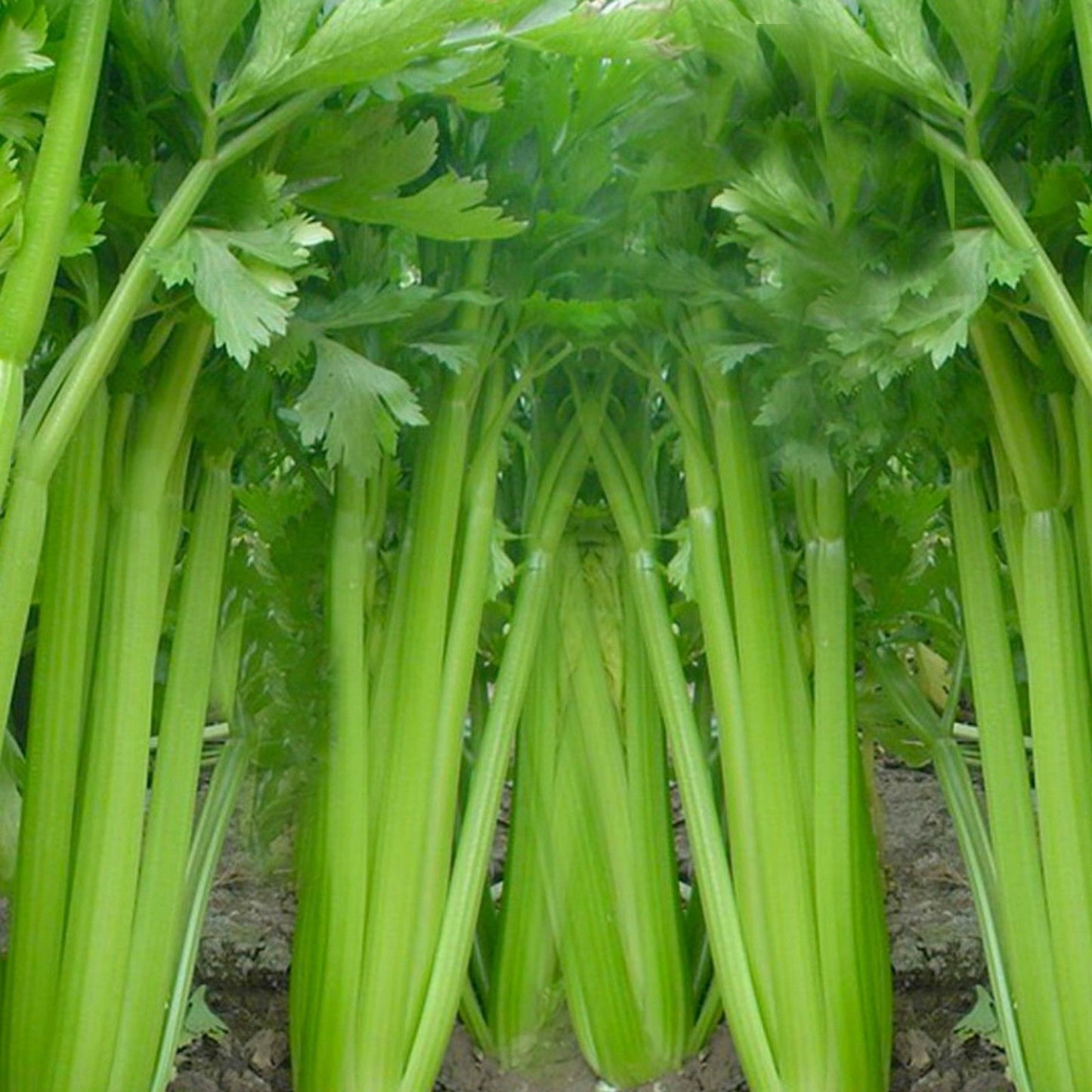 500 Celery Seeds Friendly for new gardeners grow into full upright clustered form with steady seasonal growth renewal features