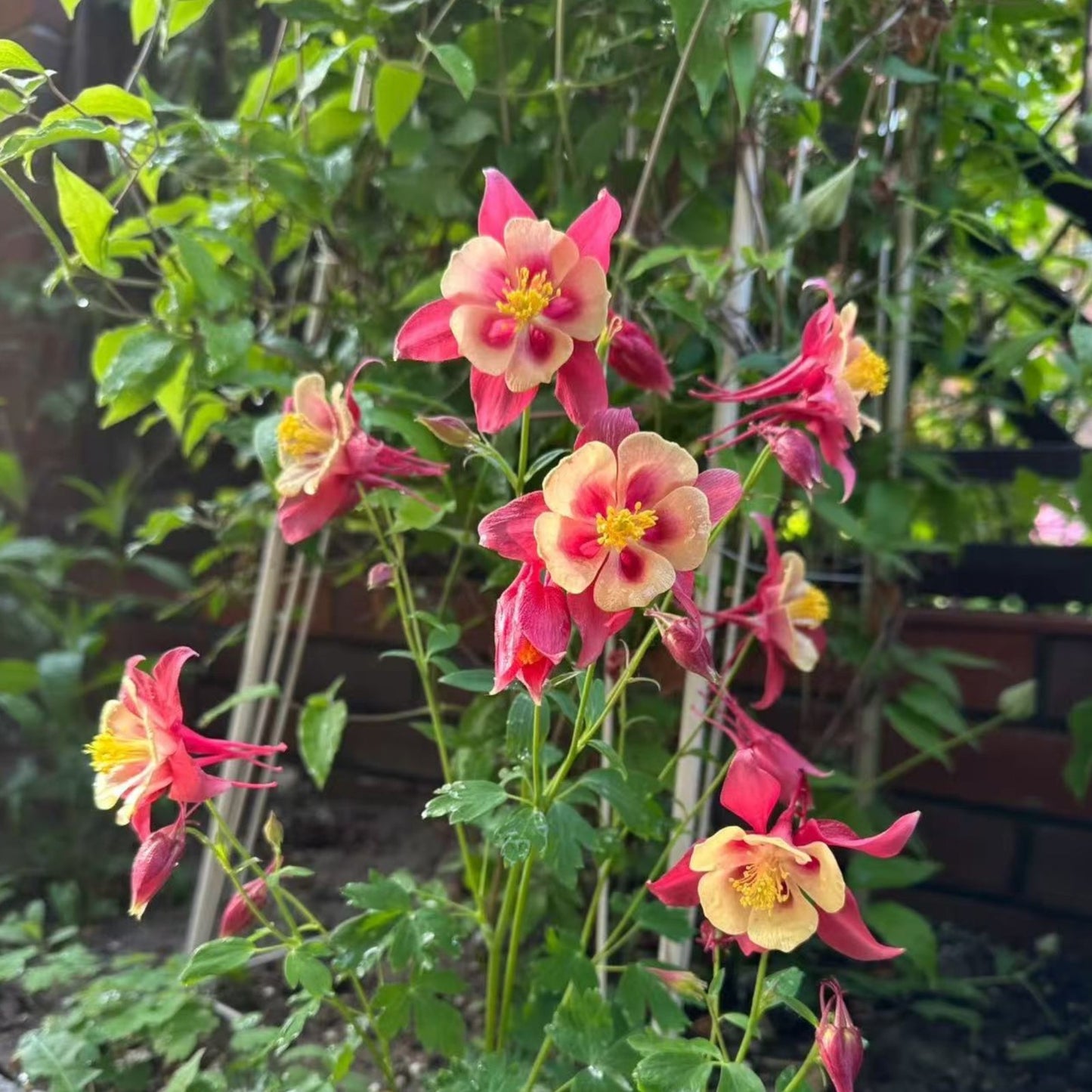 200pcs Red & Yellow Columbine Seeds – Unique Bicolor Blooms for Woodland Gardens