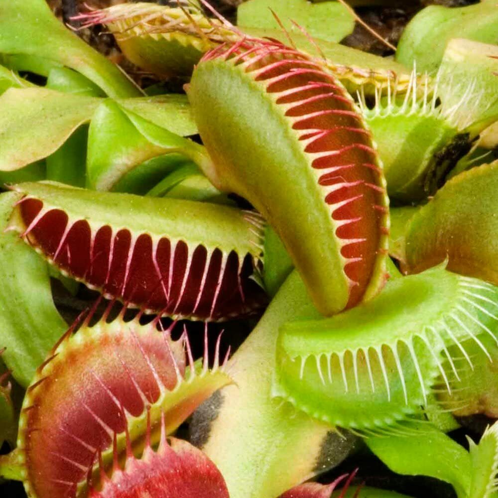 300pcs Venus-Fly-Trap Seeds Easy To Grow Suitable For Both Indoor Decor And Educational Growing Purposes