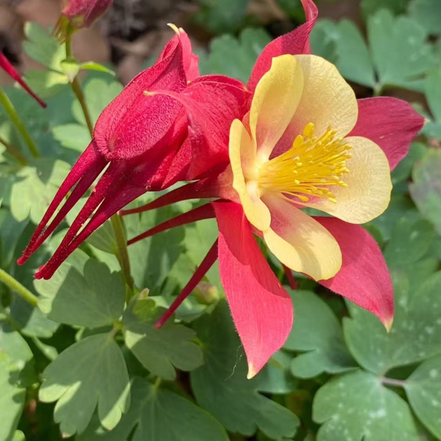 200pcs Red & Yellow Columbine Seeds – Unique Bicolor Blooms for Woodland Gardens