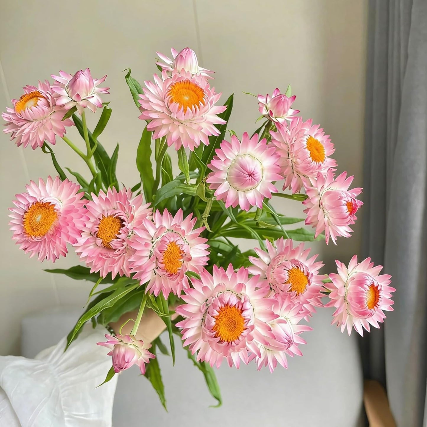 Mixed Strawflower Seeds for Planting, 200Pcs Strawflower Wildflower Seeds Non-GMO