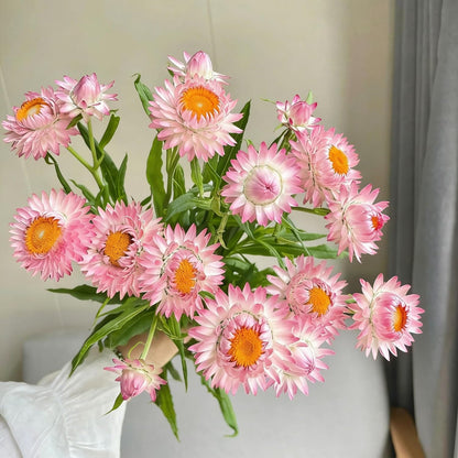 Mixed Strawflower Seeds for Planting, 200Pcs Strawflower Wildflower Seeds Non-GMO