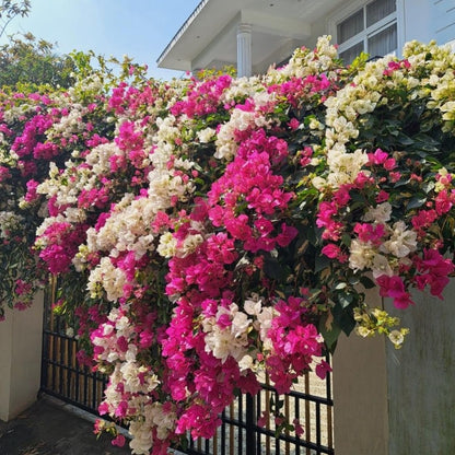 150 Exotic Bougainvillea Seeds for Planting Perennial Ornamental Low