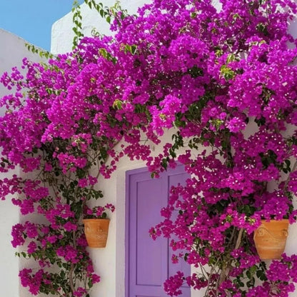150 Exotic Bougainvillea Seeds for Planting Perennial Ornamental Low