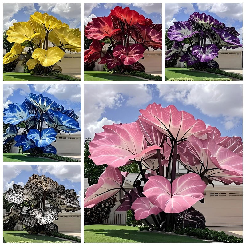 100pcs Elephant Ear Seeds Friendly for new gardeners grow into full balanced towering clump form with steady seasonal foliage renewal features