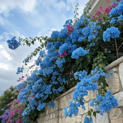 150 Exotic Bougainvillea Seeds for Planting Perennial Ornamental Low