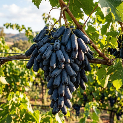 50pcs Grape Seeds Easy To Grow Great For Adding Depth And Fullness To Simple Minimal Garden Landscape Beds