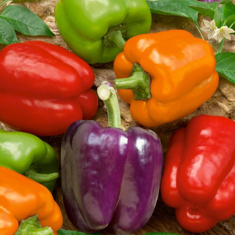 200pcs Pepper Seeds Simple to Grow add full bushy texture to plain garden beds and patio container spaces