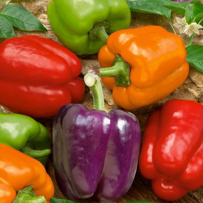 200pcs Pepper Seeds Simple to Grow add full bushy texture to plain garden beds and patio container spaces