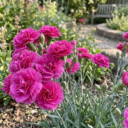 200Pcs Carnation Seeds, Ornamental Flowers for Garden Balcony & Yard