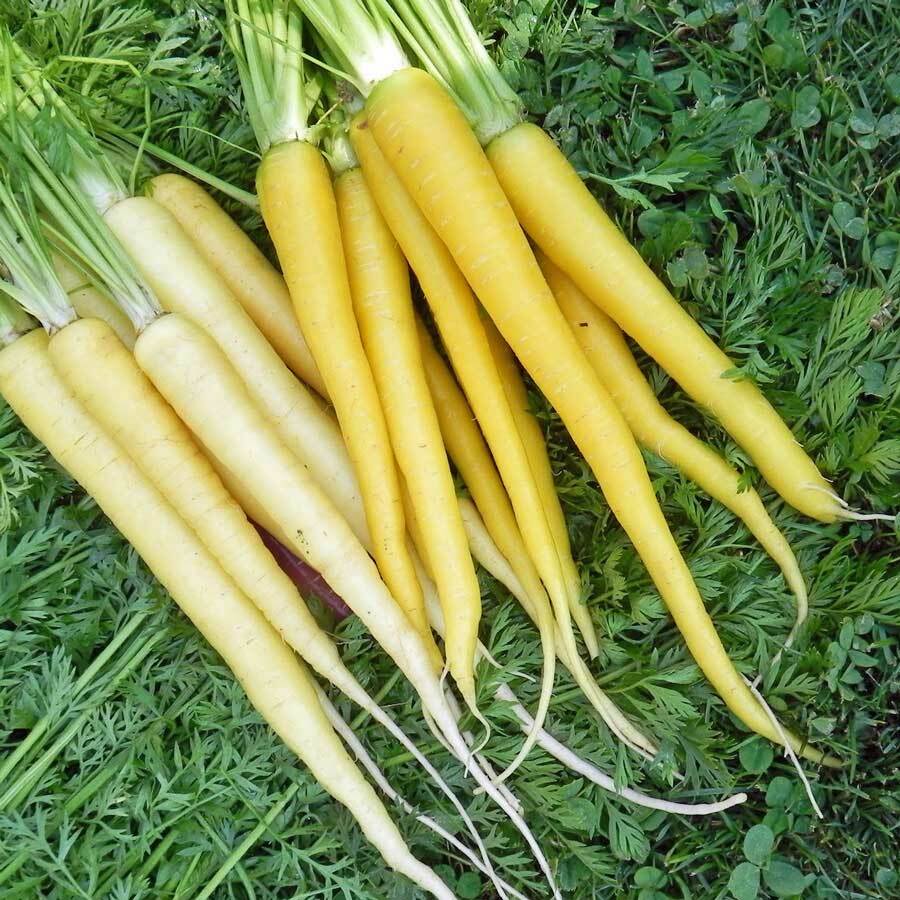 200 Yellow Carrot Seeds  Heirloom easy to planting Non GMO