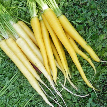 200 Yellow Carrot Seeds  Heirloom easy to planting Non GMO