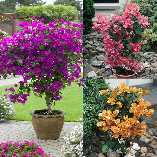150 SEEDS- Bougainvillea Flowering Vine Plant Mix Flower Seeds For Home Garden.