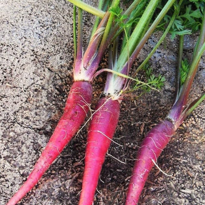 Purple Carrot Seeds 200 Count – Non-GMO Heirloom Garden Vegetable