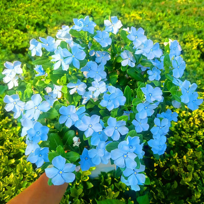 100pcs Periwinkle Seeds for Planting,  Perennial  outdoor garden decoration