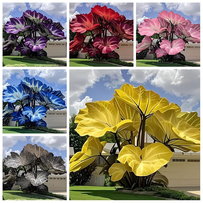 100pcs Elephant Ear Seeds Friendly for new gardeners grow into full balanced towering clump form with steady seasonal foliage renewal features