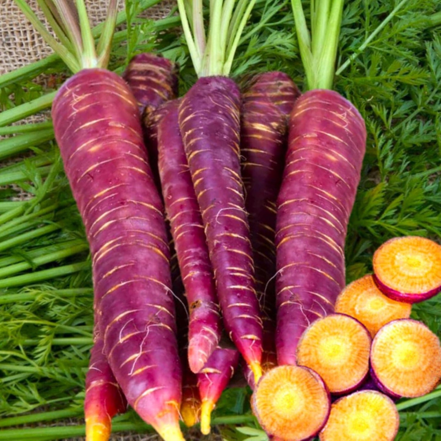 Purple Carrot Seeds 200 Count – Non-GMO Heirloom Garden Vegetable