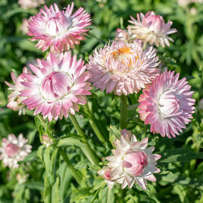 150 seeds Strawflower Silvery Rose +gift
