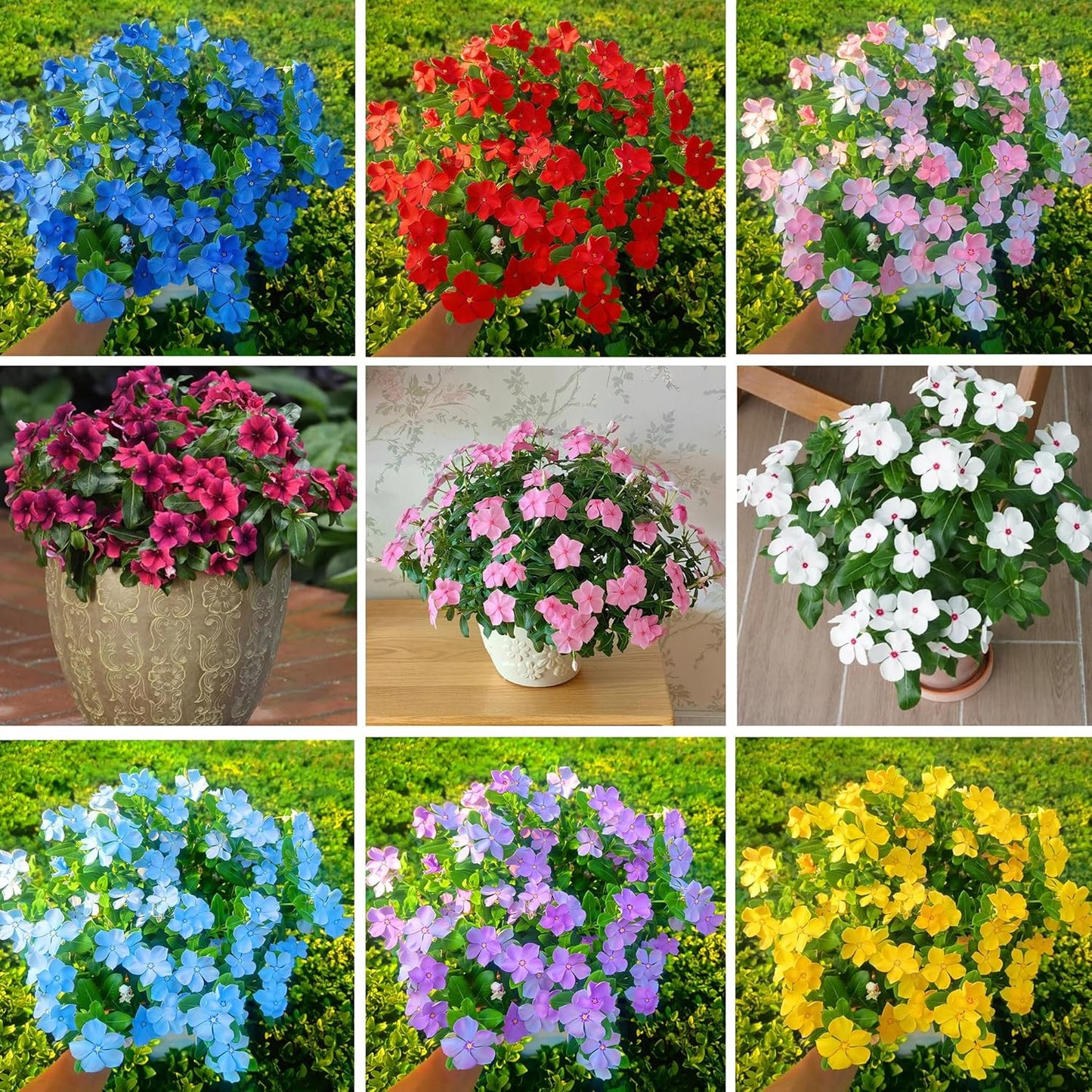 100pcs Periwinkle Seeds for Planting,  Perennial  outdoor garden decoration