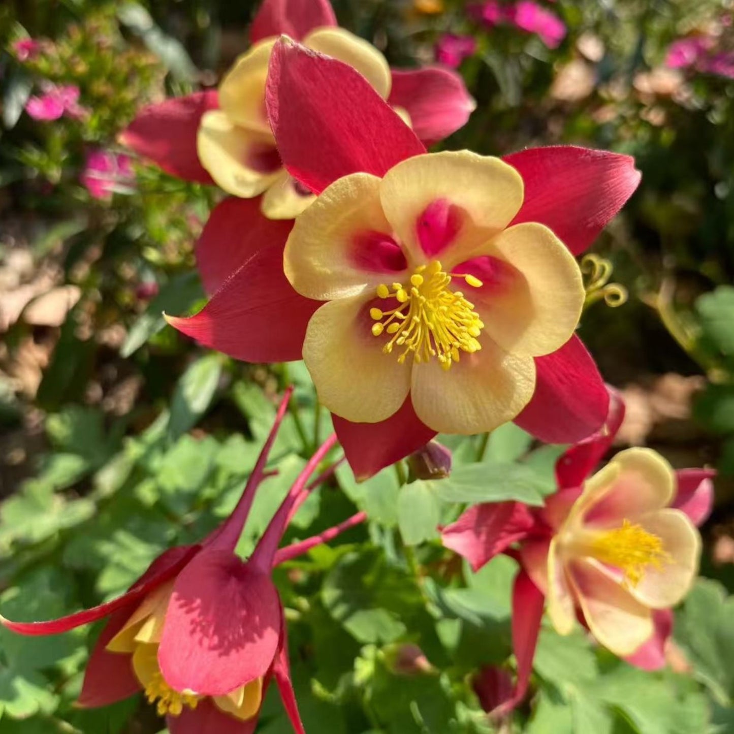 200pcs Red & Yellow Columbine Seeds – Unique Bicolor Blooms for Woodland Gardens