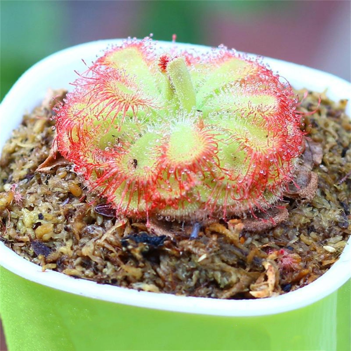300pcs Venus-Fly-Trap Seeds Easy To Grow Ideal For Growing In Small Pots On Window Sills With Bright Filtered Light