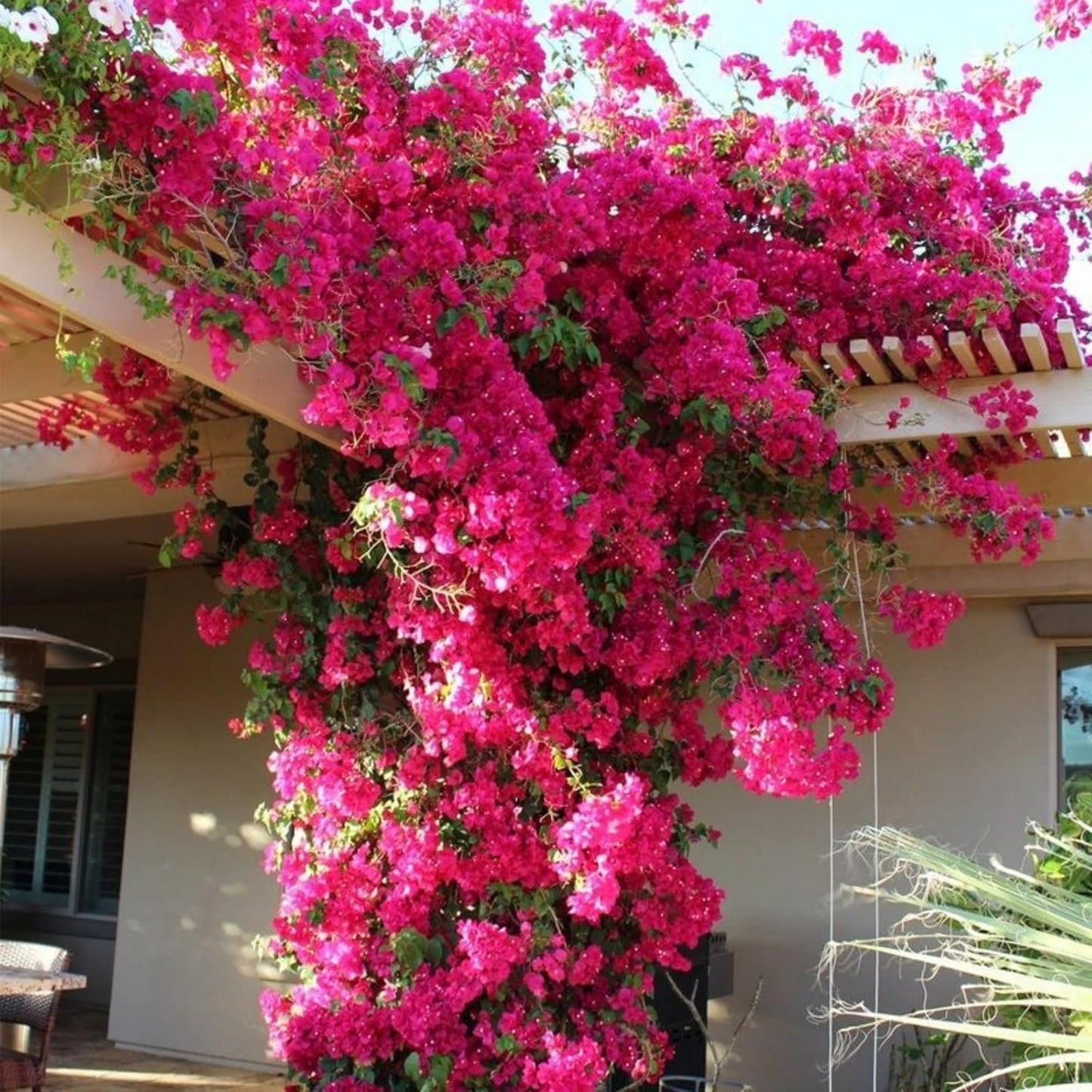 150 Exotic Bougainvillea Seeds for Planting Perennial Ornamental Low