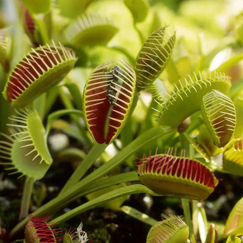 300pcs Perfect For Adding Botanical Curiosity To Any Room Venus-Fly-Trap Seeds Easy To Grow Starts Conversations With Guests