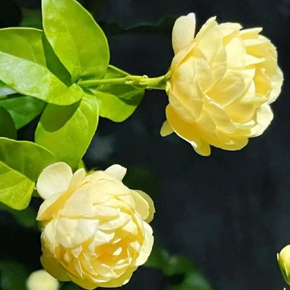 50pcs Mix Climbing Double Jasmine Seeds for Planting,  Perennial Fragrant Climb