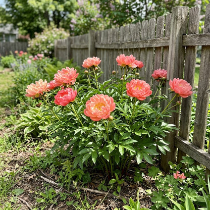25 Coral Peony Seeds for Planting - Premium Heirloom Coral Peony Seeds