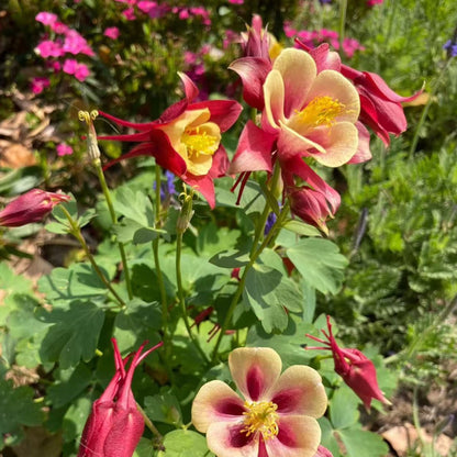 200pcs Red & Yellow Columbine Seeds – Unique Bicolor Blooms for Woodland Gardens